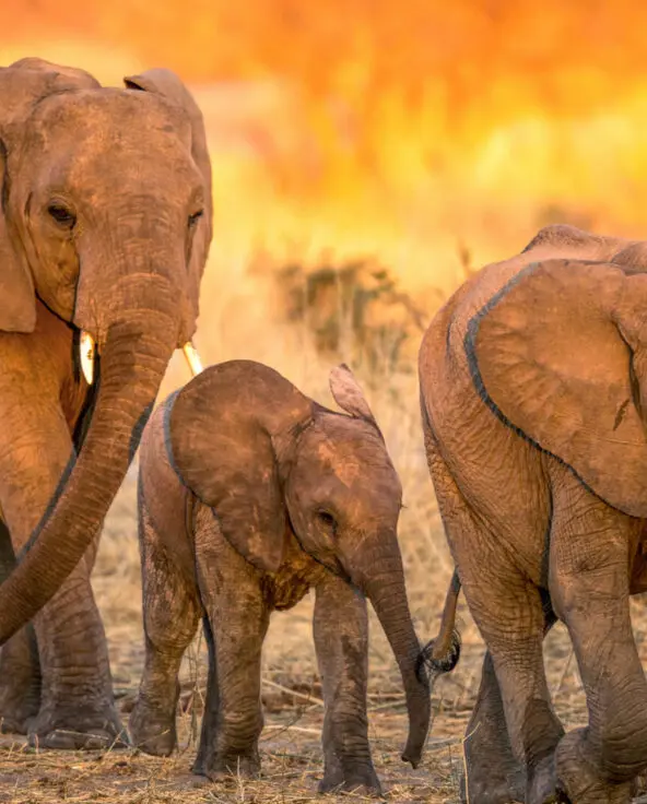 Two adult elephants and a baby - family safari