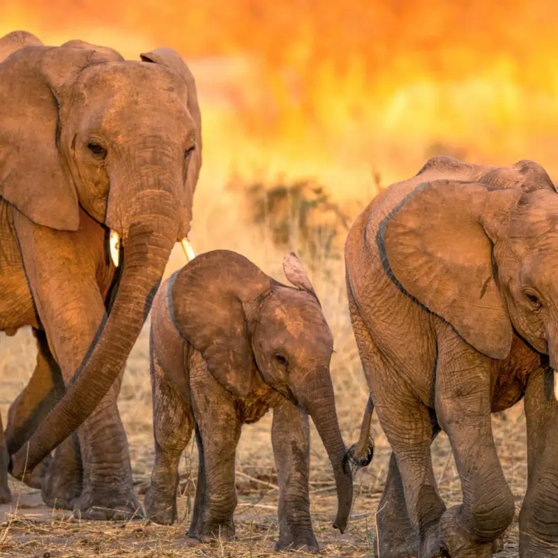 Two adult elephants and a baby - family safari