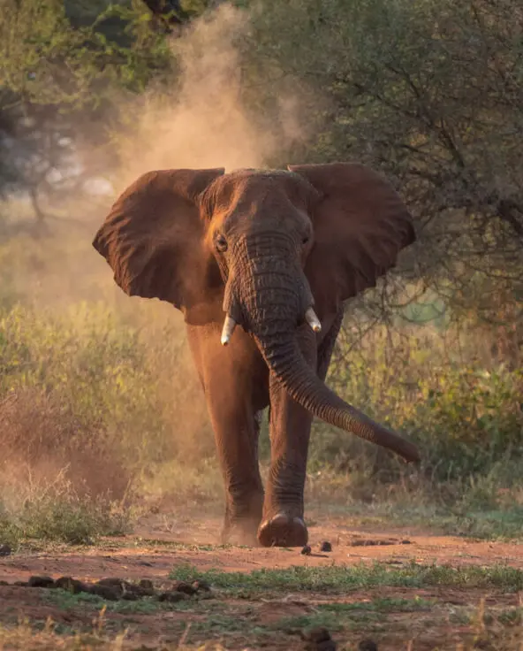 A single elephant approaches the camera as it emerges from the bush in Tarangire, Tanzania
