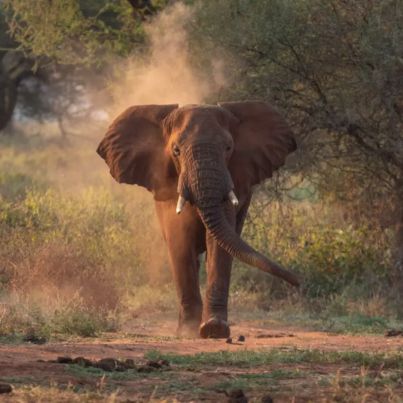 A single elephant approaches the camera as it emerges from the bush in Tarangire, Tanzania