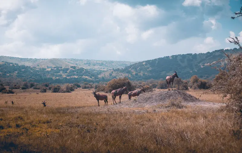 The dry landscape of Akagera National Park where antelope graze