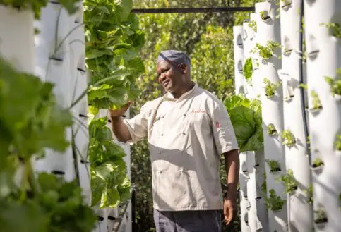 A chef inspects leafy greens growing in vertical garden towers within a lush, sustainable camp garden.
