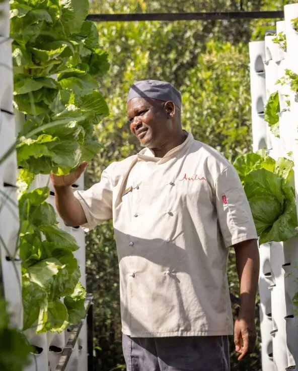 A chef inspects leafy greens growing in vertical garden towers within a lush, sustainable camp garden.