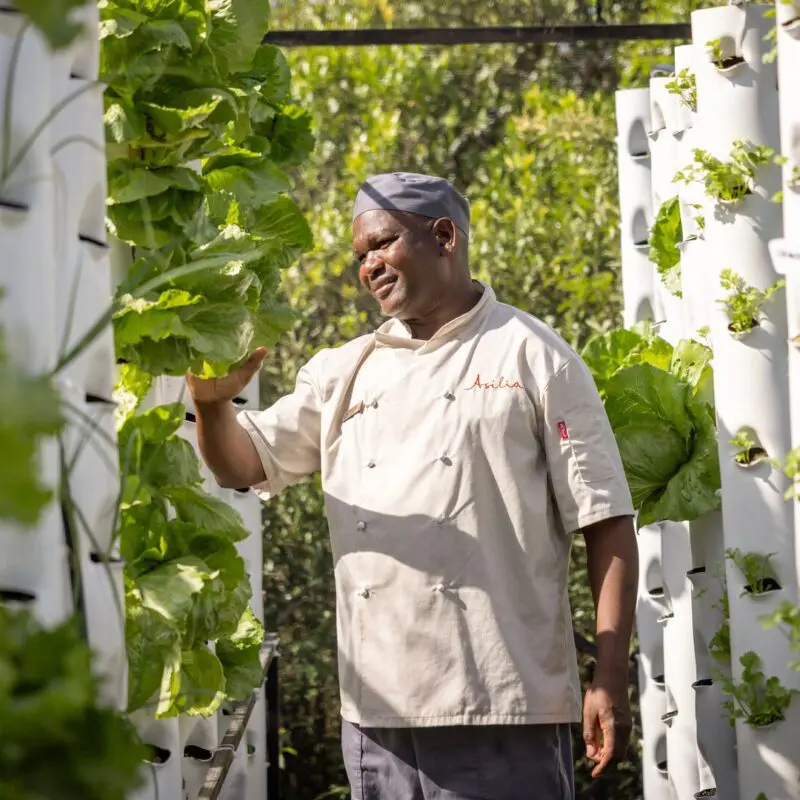 A chef inspects leafy greens growing in vertical garden towers within a lush, sustainable camp garden.