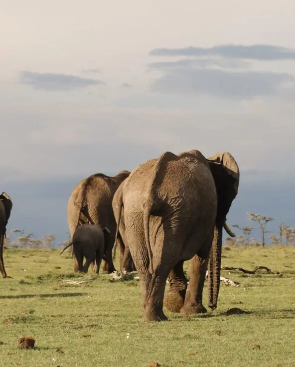 A group of elephants walking across grassy savannah with distant hills and scattered trees