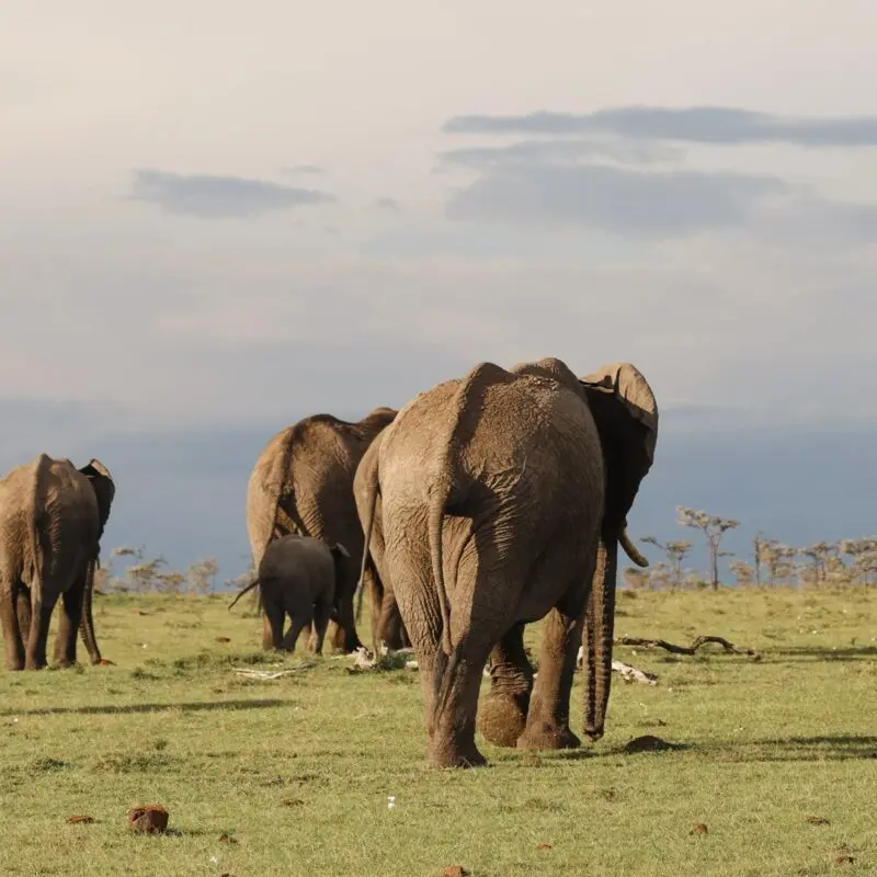 A group of elephants walking across grassy savannah with distant hills and scattered trees