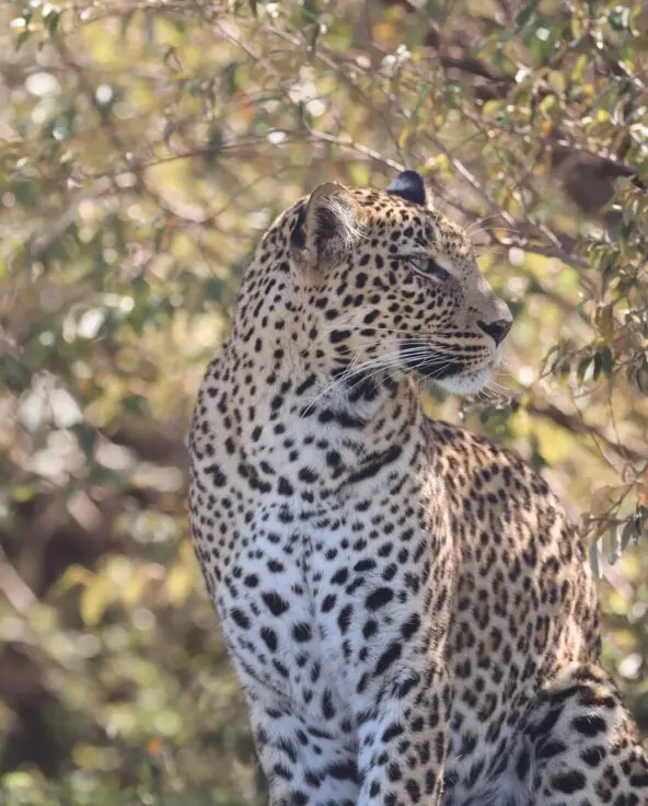 A leopard sitting among trees and foliage, looking to the side with sunlight filtering through