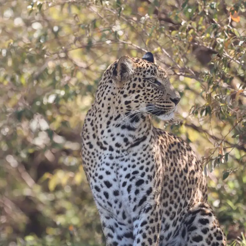 A leopard sitting among trees and foliage, looking to the side with sunlight filtering through