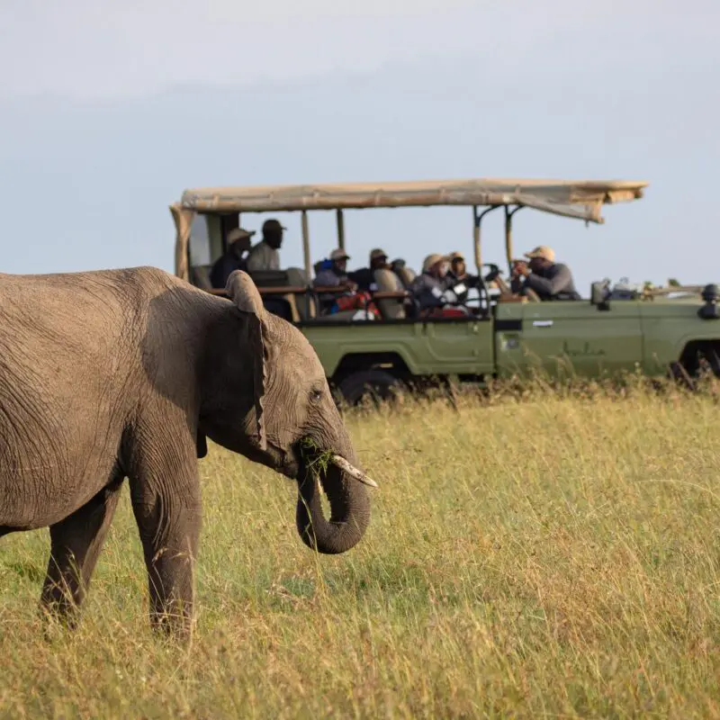 An elephant walks through tall grass while guests watch from a safari vehicle in the background.
