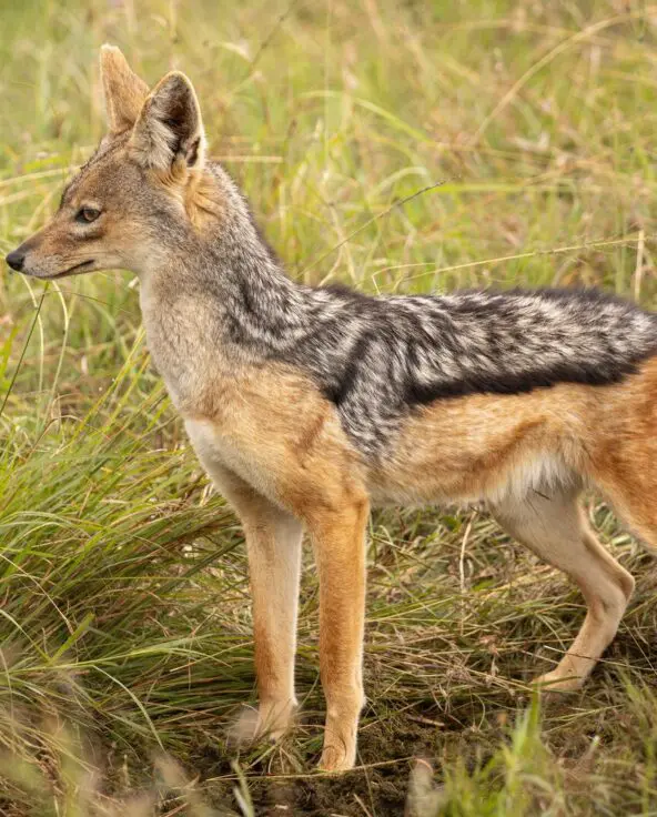 A black-backed jackal stands in tall savannah grass, ears pricked and body poised, with its distinctive dark saddle marking visible.