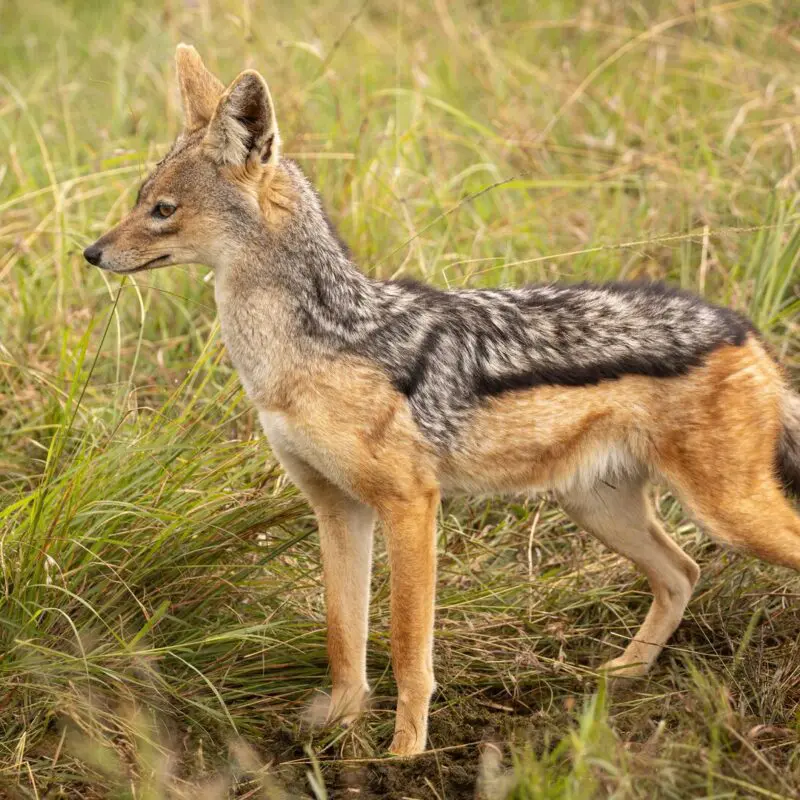 A black-backed jackal stands in tall savannah grass, ears pricked and body poised, with its distinctive dark saddle marking visible.