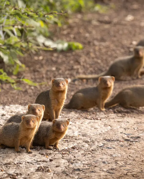 A group of small mongoose animals sitting and standing together on a dirt track.