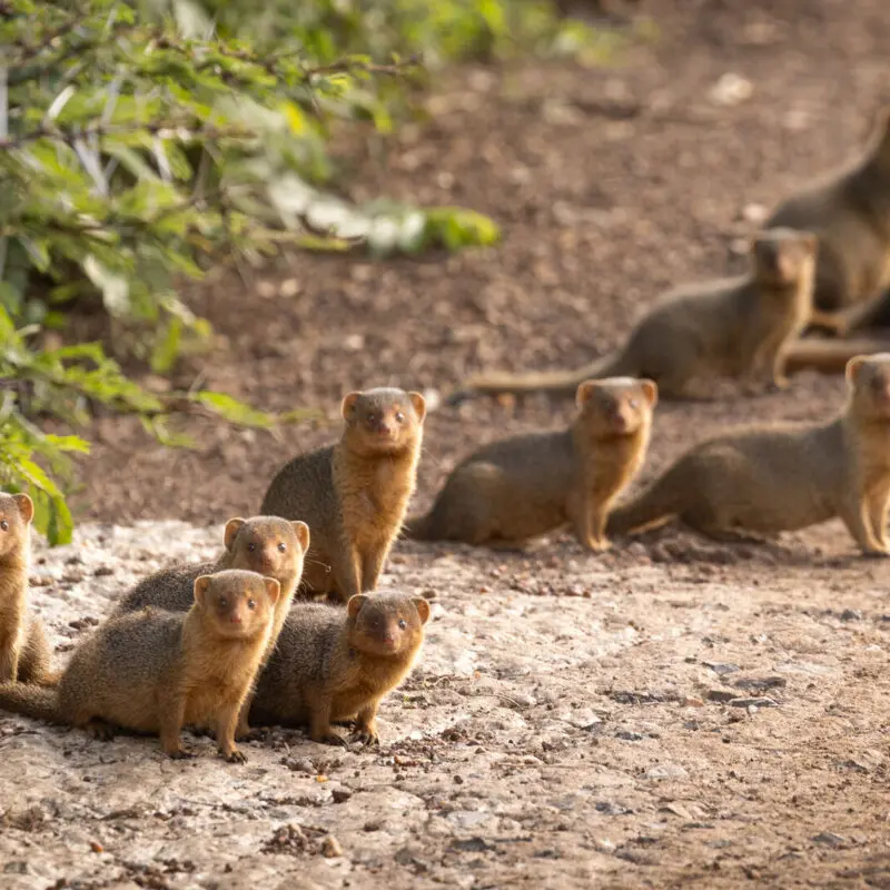 A group of small mongoose animals sitting and standing together on a dirt track.