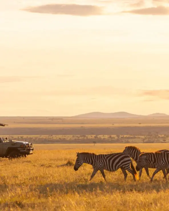 A herd of zebra walks across sunlit grassland as guests watch from a safari vehicle at sunset, with open plains stretching into the distance.