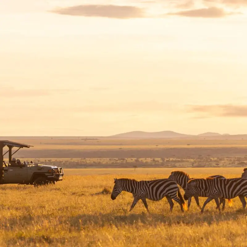 A herd of zebra walks across sunlit grassland as guests watch from a safari vehicle at sunset, with open plains stretching into the distance.