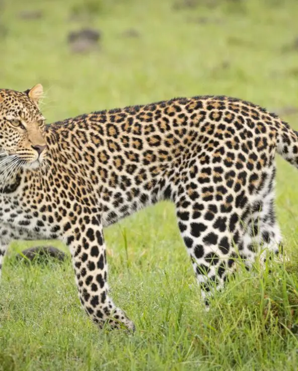 A leopard walks alertly through green savannah grass, its spotted coat and raised tail clearly visible against the open plains of the Naboisho Conservancy.