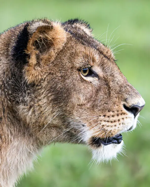 Close-up side profile of a lioness looking across green grassland.