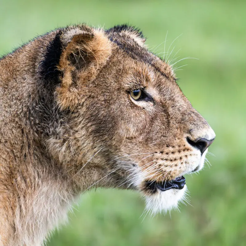 Close-up side profile of a lioness looking across green grassland.