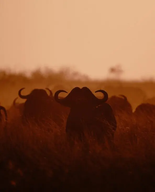 A herd of buffalo appears in silhouette as they move through tall grass, dust rising in warm sunset light across the African plains.