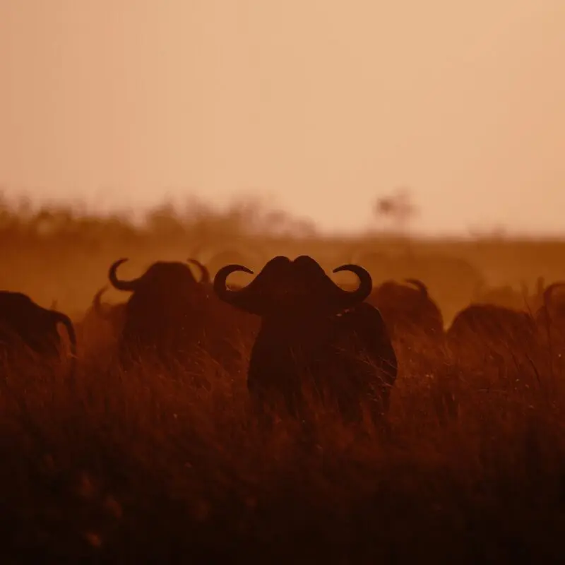 A herd of buffalo appears in silhouette as they move through tall grass, dust rising in warm sunset light across the African plains.