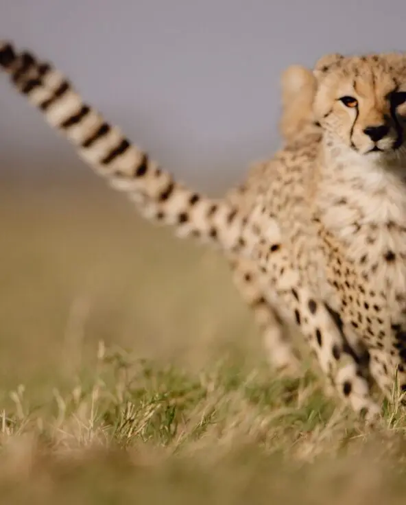 A young cheetah runs through the short savannah grass, tail raised and eyes alert, with soft-focus plains stretching behind it.
