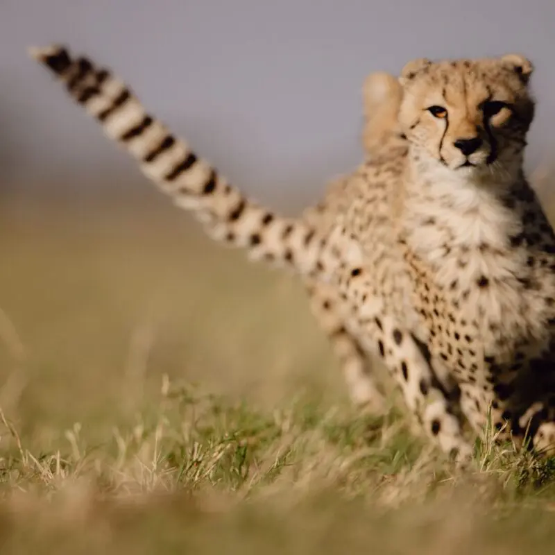 A young cheetah runs through the short savannah grass, tail raised and eyes alert, with soft-focus plains stretching behind it.