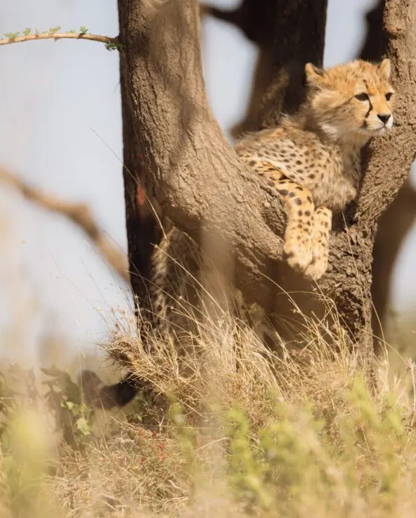 Two cheetah cubs in tall grass, one perched in a tree fork and another sitting nearby, both alert and scanning the surrounding plains.