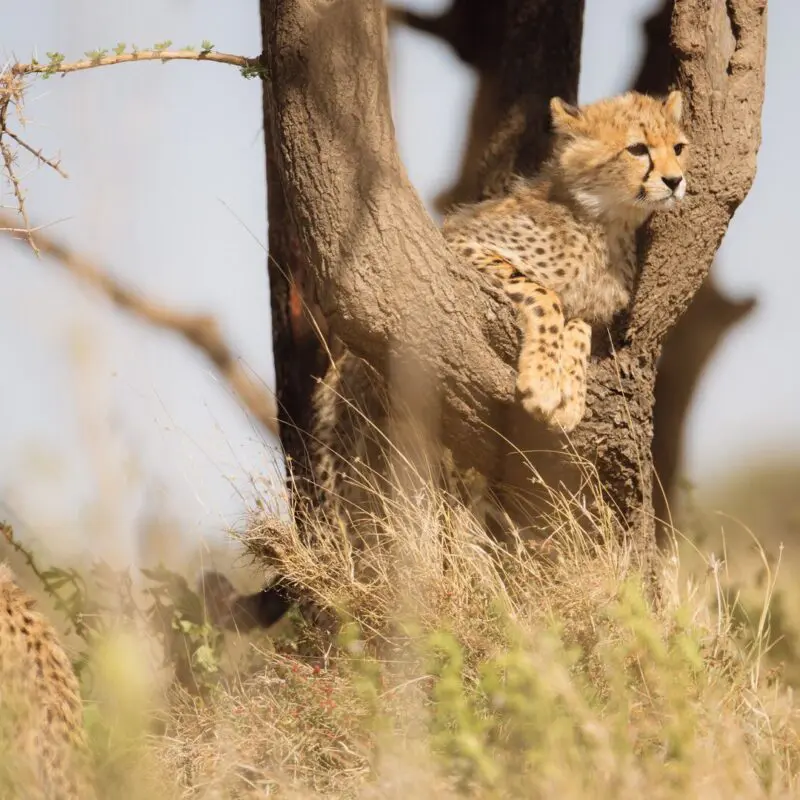 Two cheetah cubs in tall grass, one perched in a tree fork and another sitting nearby, both alert and scanning the surrounding plains.