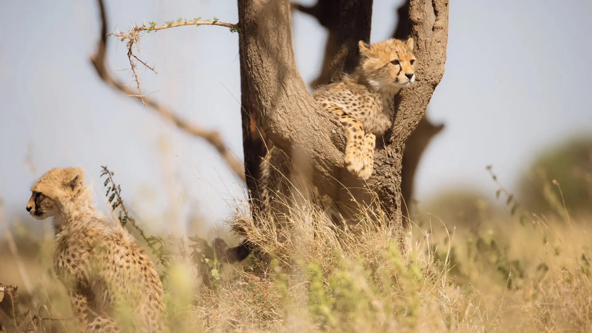 Two cheetah cubs in tall grass, one perched in a tree fork and another sitting nearby, both alert and scanning the surrounding plains.