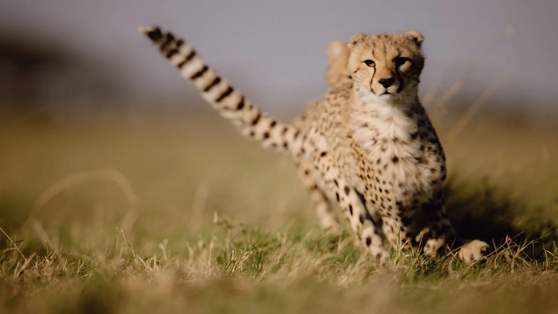A young cheetah runs through the short savannah grass, tail raised and eyes alert, with soft-focus plains stretching behind it.