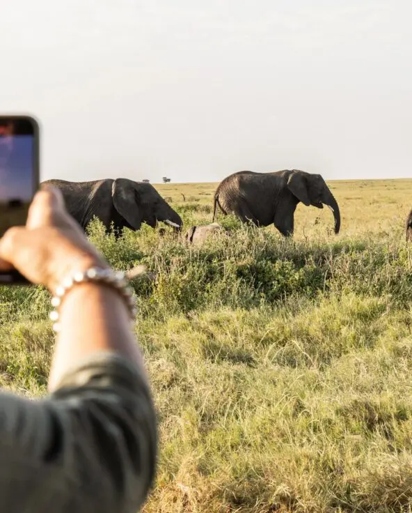 A guest photographs a small herd of elephants walking through grassy savannah during a daytime game drive from Namiri Plains, with wide open plains stretching into the distance.