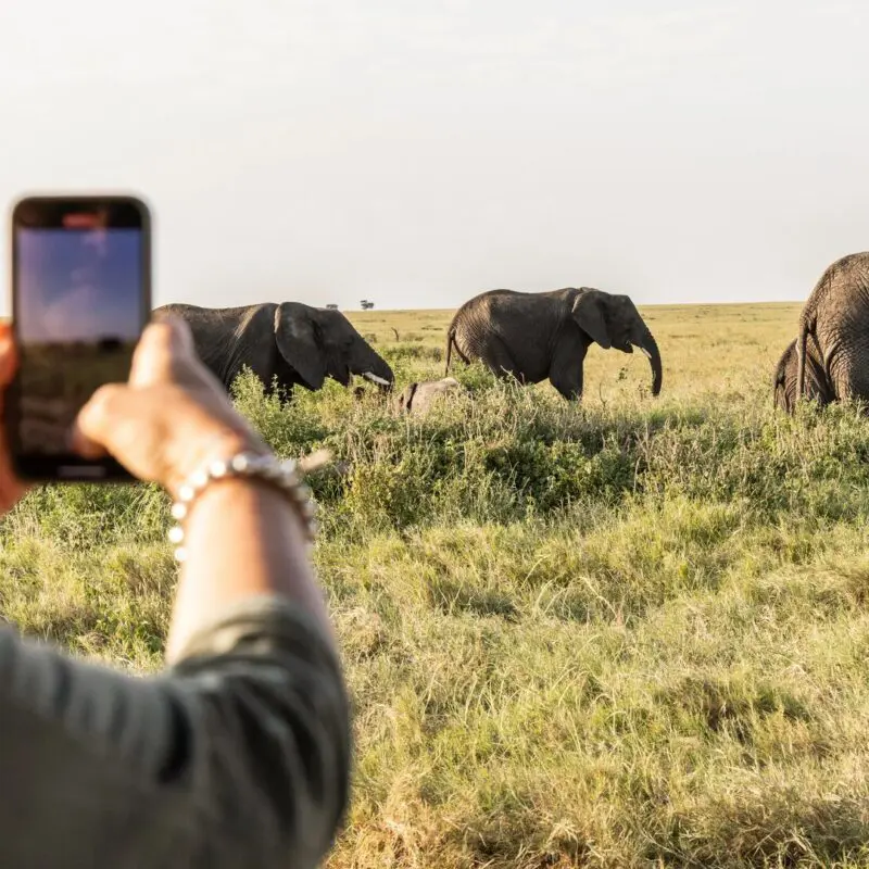 A guest photographs a small herd of elephants walking through grassy savannah during a daytime game drive from Namiri Plains, with wide open plains stretching into the distance.