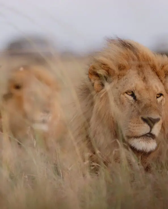 Two male lions lie partially concealed in dry grass, one in sharp focus in the foreground while the other rests behind, blending into the open plains.