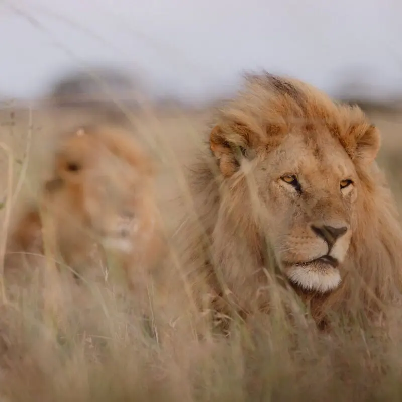 Two male lions lie partially concealed in dry grass, one in sharp focus in the foreground while the other rests behind, blending into the open plains.