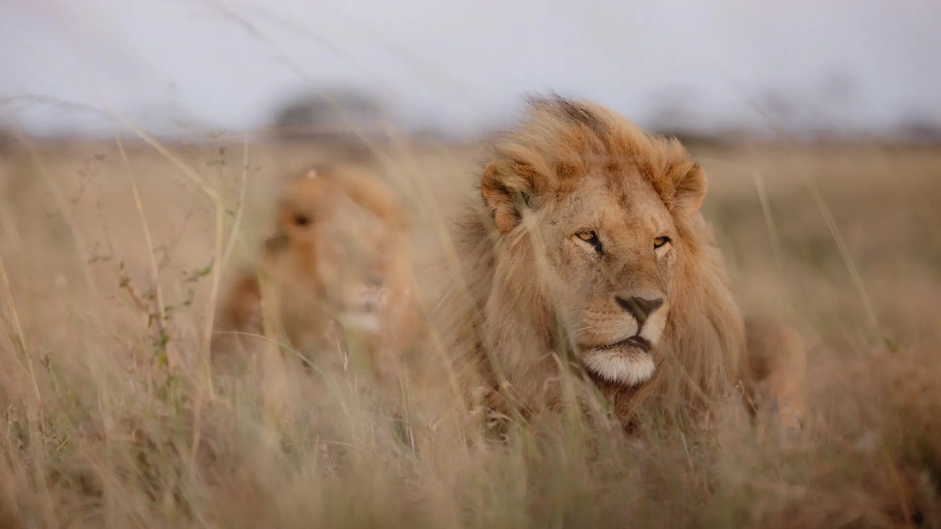 Two male lions lie partially concealed in dry grass, one in sharp focus in the foreground while the other rests behind, blending into the open plains.