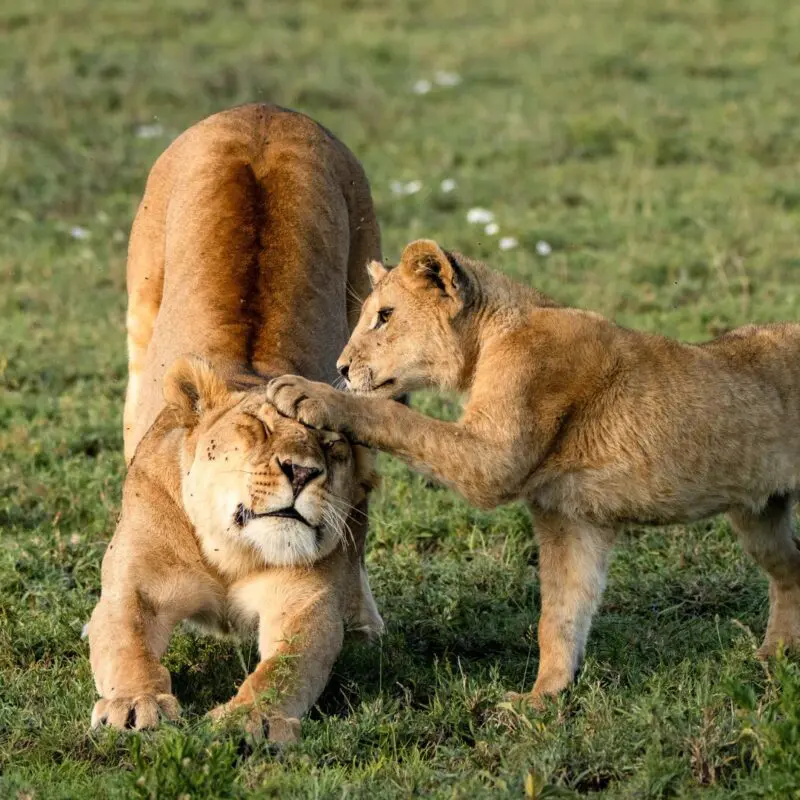 A lion cub playfully paws a resting lioness’s head as she stretches on open grassland, capturing an affectionate interaction.