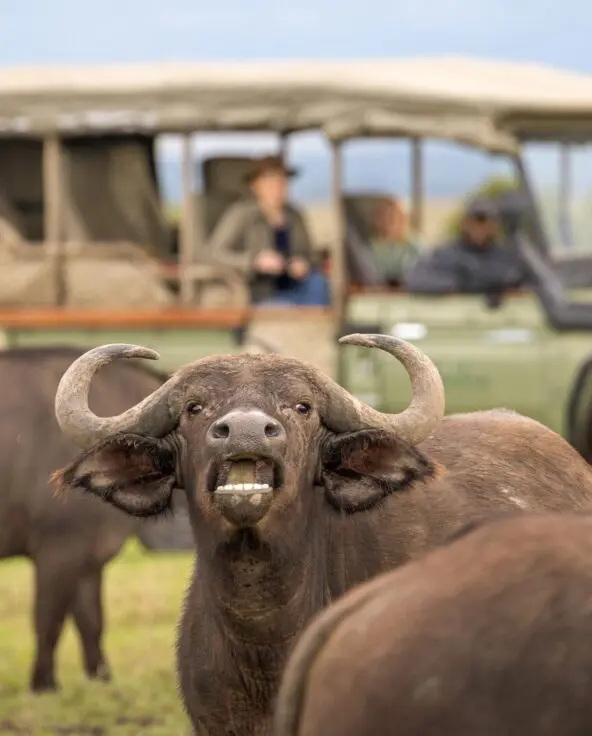 A buffalo stands alert in the foreground, mouth open and horns raised, while a safari vehicle with guests watches closely in the background on open grassland.