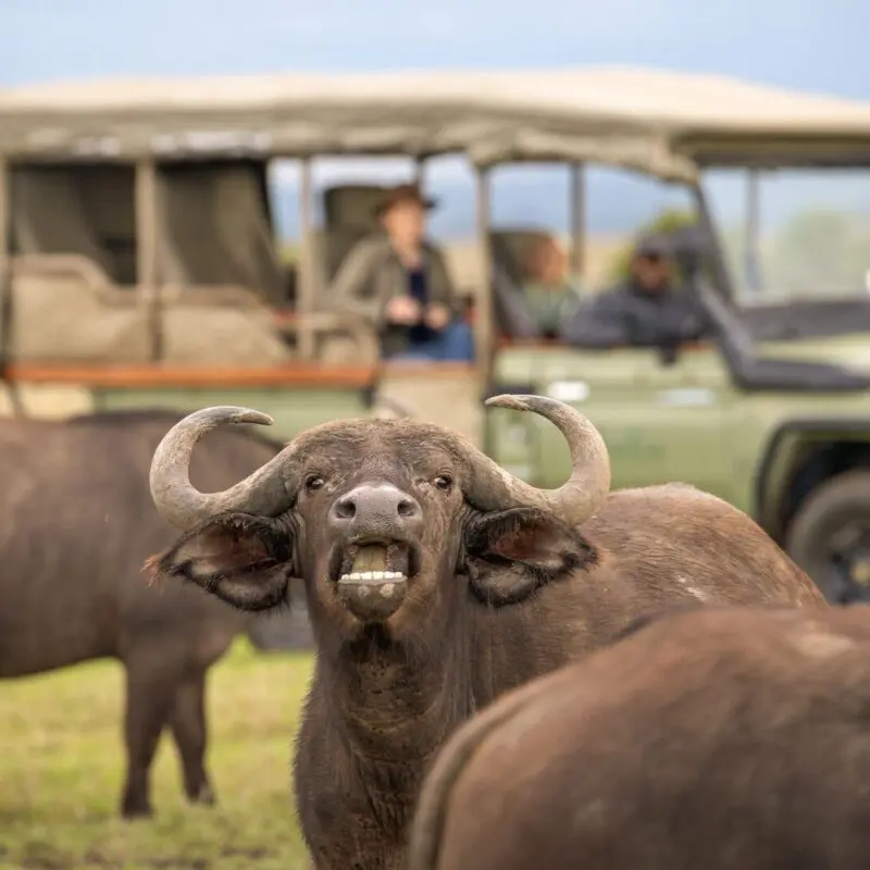 A buffalo stands alert in the foreground, mouth open and horns raised, while a safari vehicle with guests watches closely in the background on open grassland.