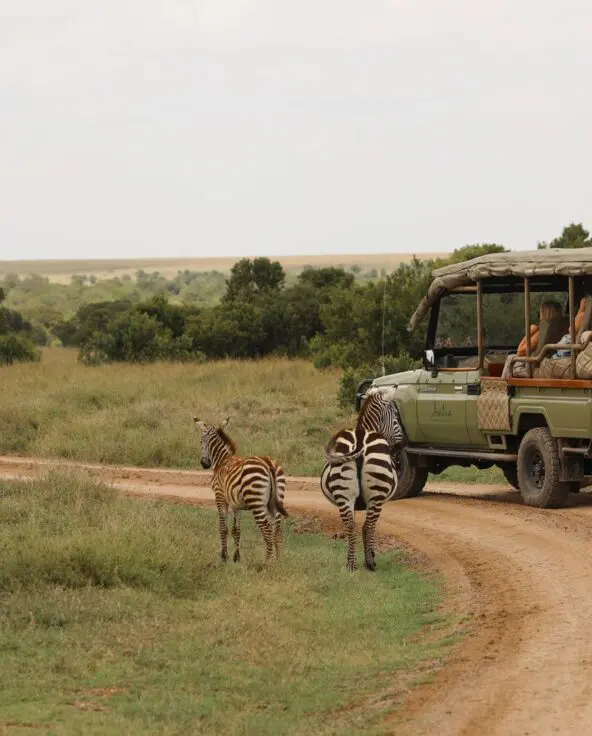 A safari vehicle on a dirt road with zebras walking nearby across open grassland