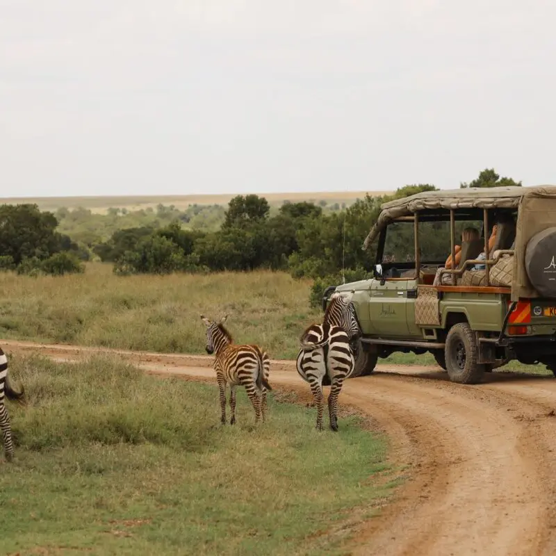 A safari vehicle on a dirt road with zebras walking nearby across open grassland