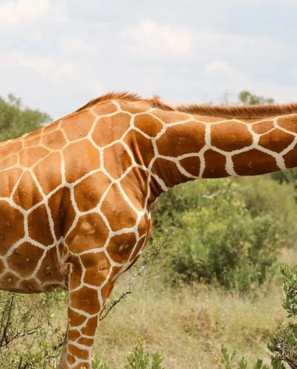 A close view of a reticulated giraffe with distinctive patterned coat standing in vegetation in Ol Pejeta Conservancy