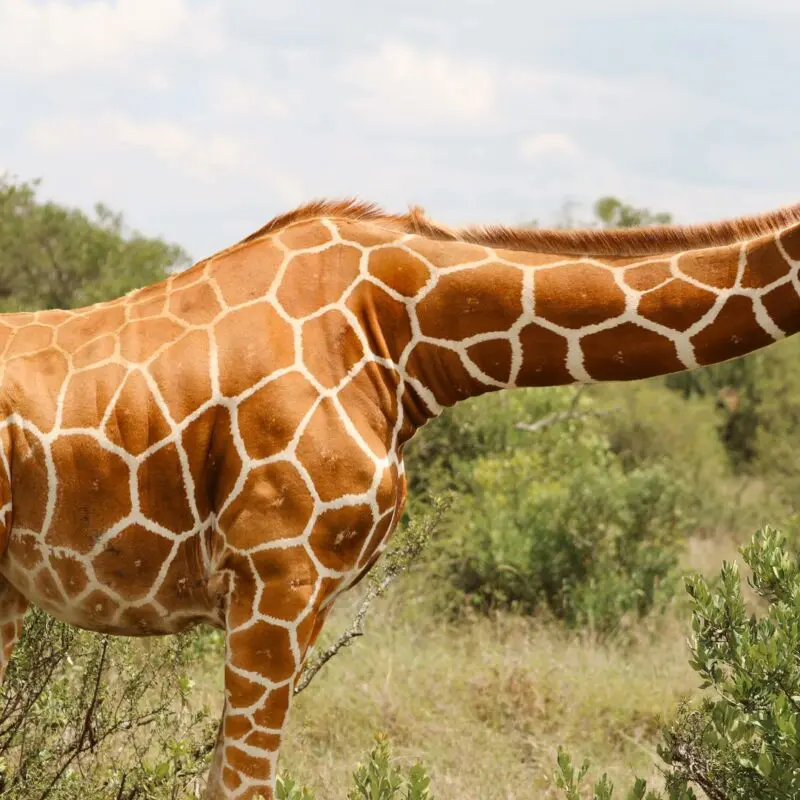 A close view of a reticulated giraffe with distinctive patterned coat standing in vegetation in Ol Pejeta Conservancy