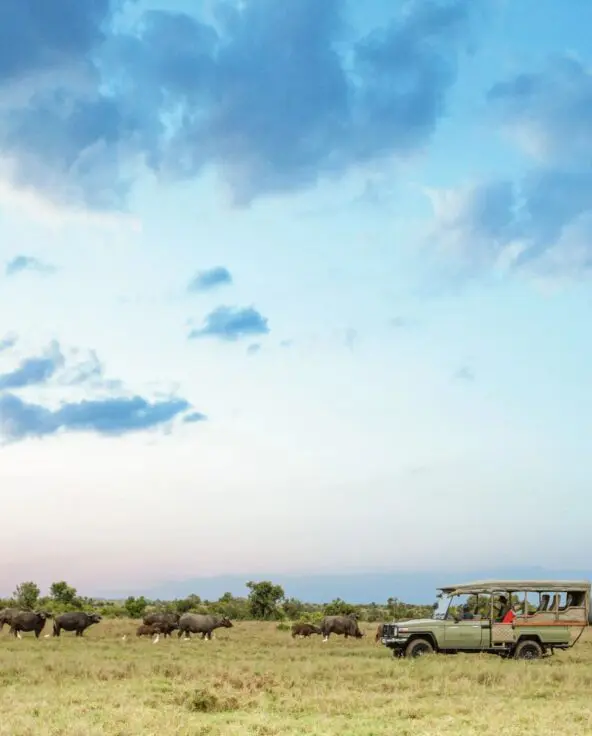 An Asilia safari vehicle follows a large herd of buffalo moving across open grassland under a dramatic blue sky at sunset, with guests observing from the vehicle.