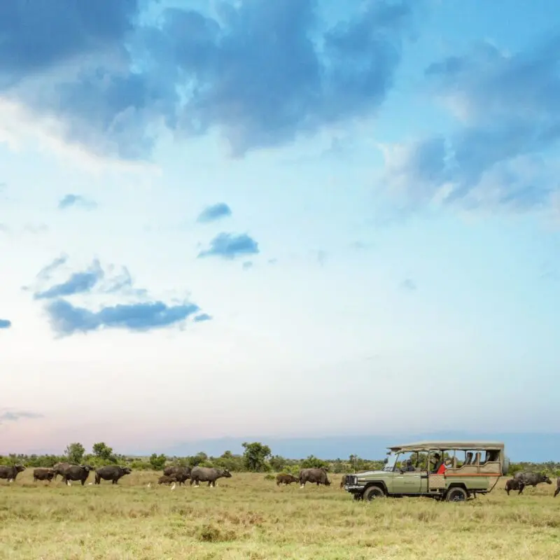 An Asilia safari vehicle follows a large herd of buffalo moving across open grassland under a dramatic blue sky at sunset, with guests observing from the vehicle.