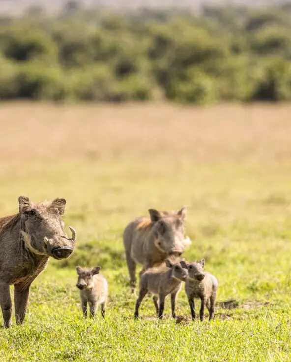 A small group of warthogs with adults and piglets stands in green grassland, alert and close together, with open savannah stretching into the distance.