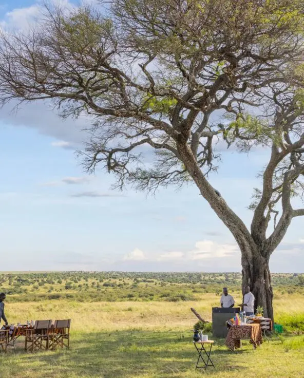 A bush breakfast setup under a large acacia tree, with Asilia staff preparing a table in open savannah while a safari vehicle waits nearby, overlooking wide grassy plains.