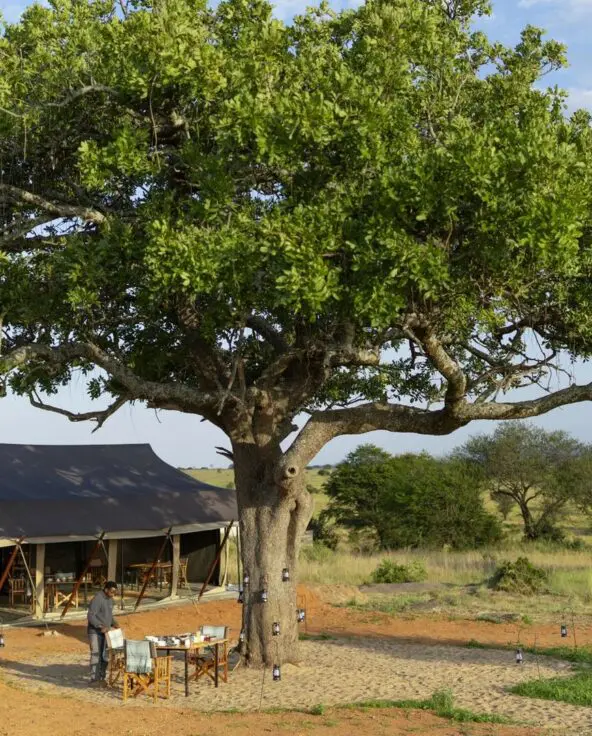 Outdoor breakfast setup beside Olakira Migration Camp with a large leafy tree at the centre, staff arranging tables, and canvas tents set against open savannah and distant hills.