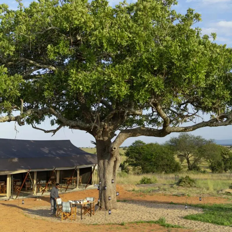 Outdoor breakfast setup beside Olakira Migration Camp with a large leafy tree at the centre, staff arranging tables, and canvas tents set against open savannah and distant hills.