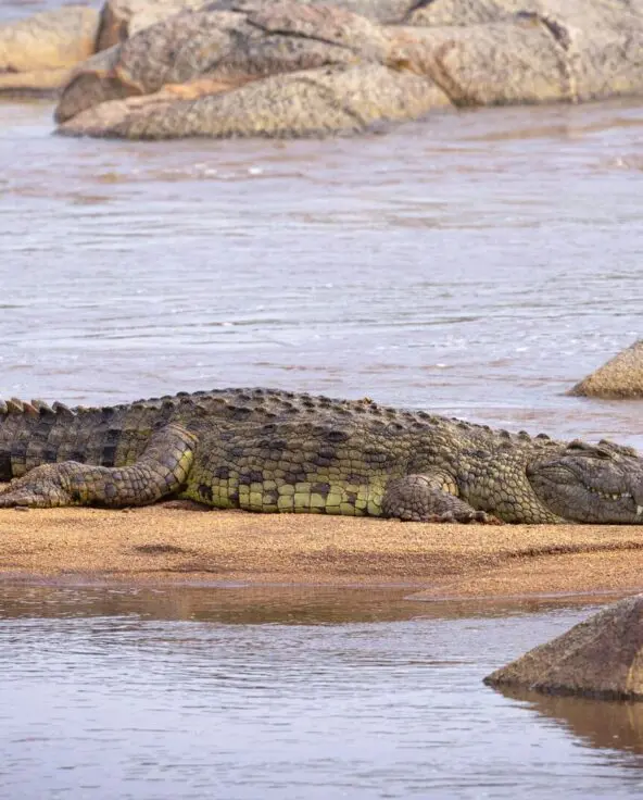 A large crocodile lies on a sandy riverbank surrounded by shallow water and smooth rocks, resting motionless in a calm river setting.