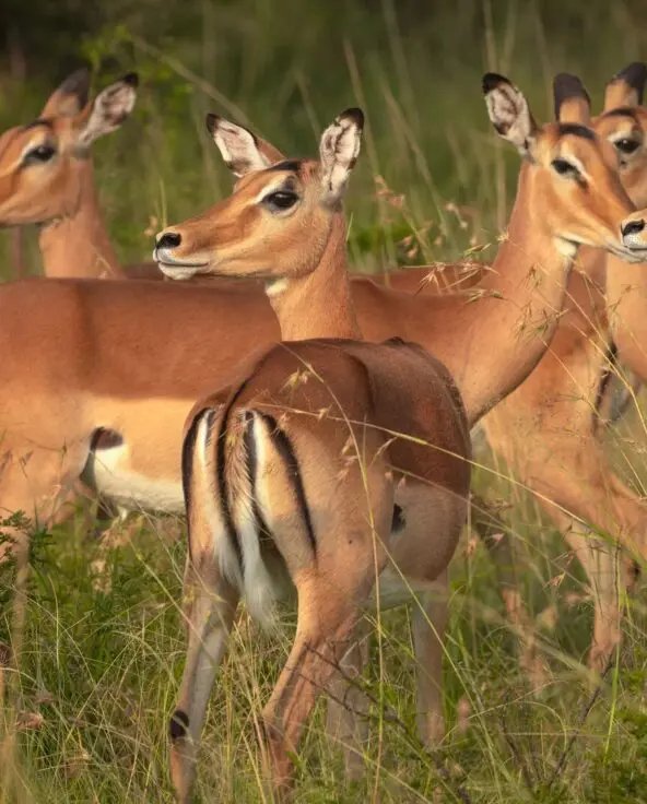A small herd of impala stands alert among tall grass, their warm brown coats and white markings visible as they look in different directions across the savannah.